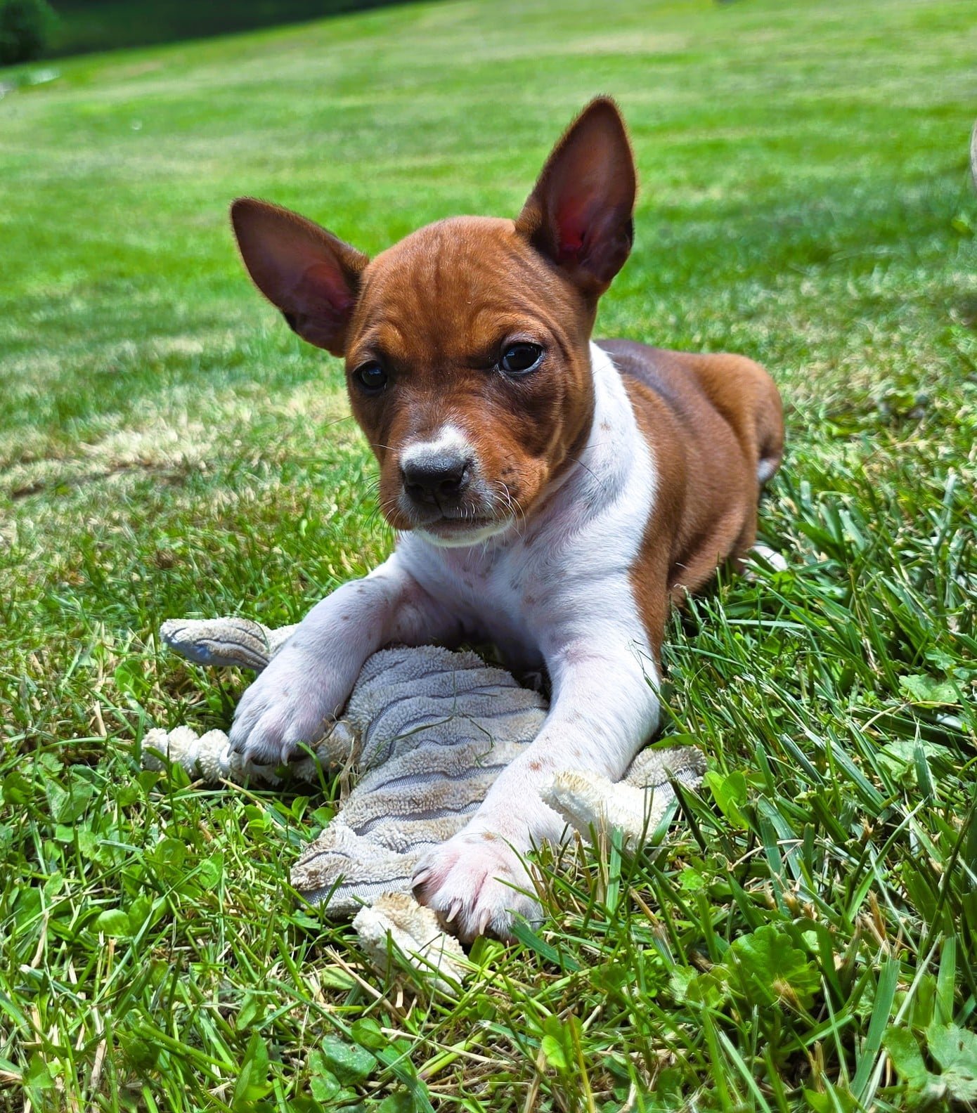 old dominion terrier