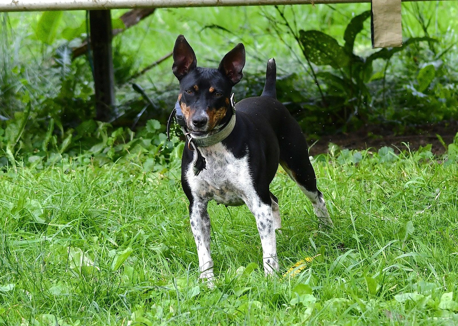 old dominion terrier