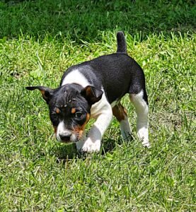 old dominion terrier puppies