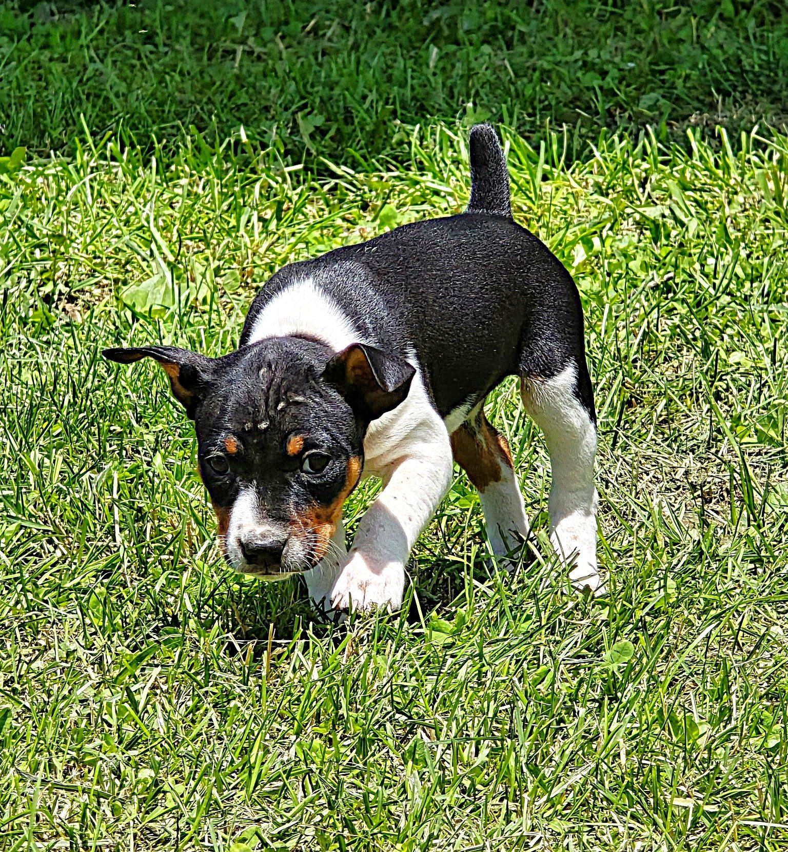 Old Dominion Terrier puppy