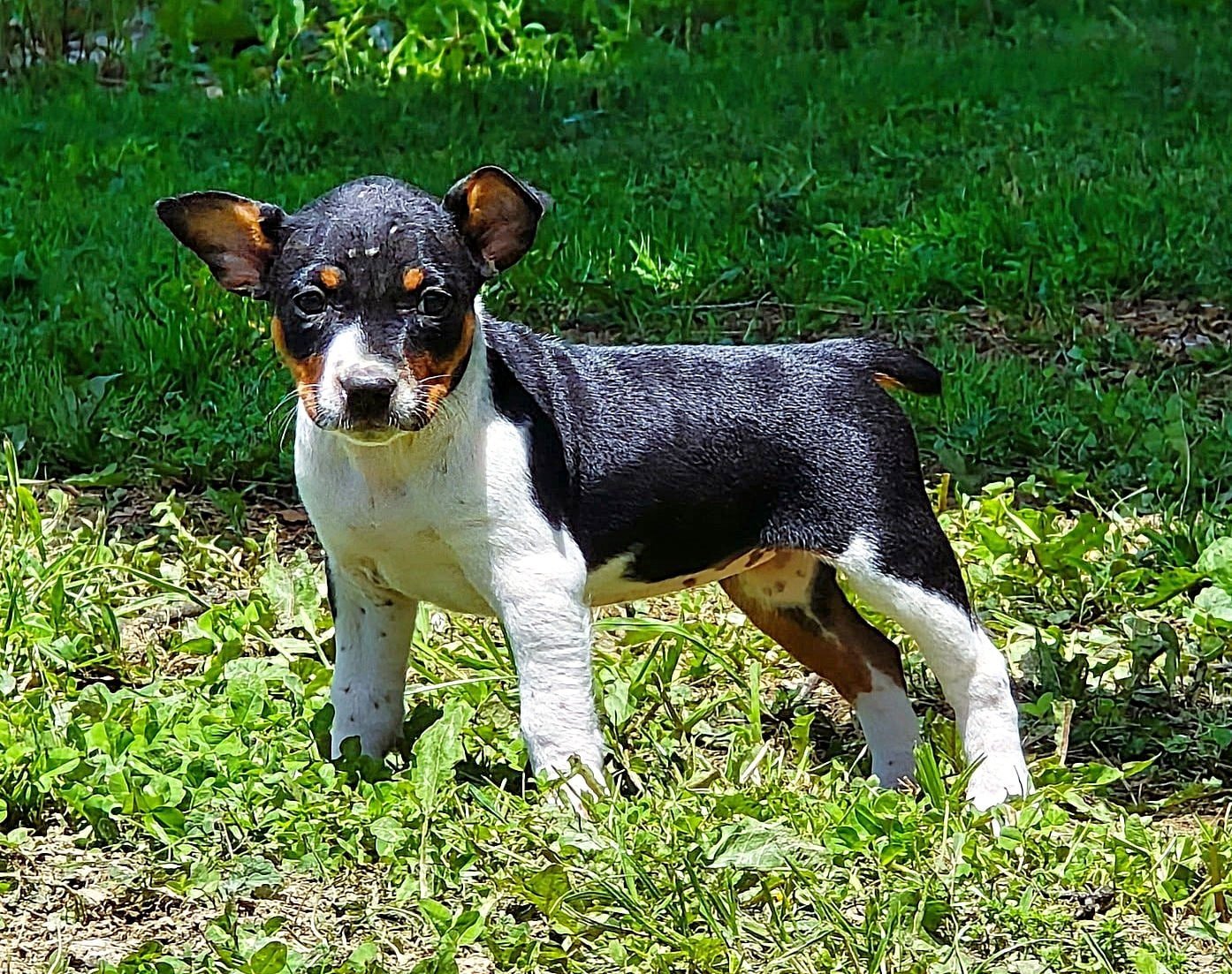 Old Dominion Terrier puppy