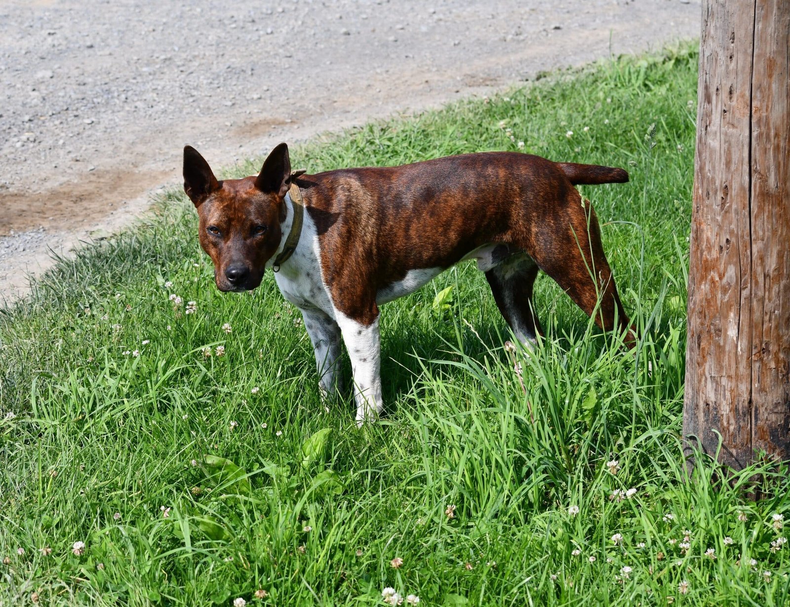 old dominion terrier