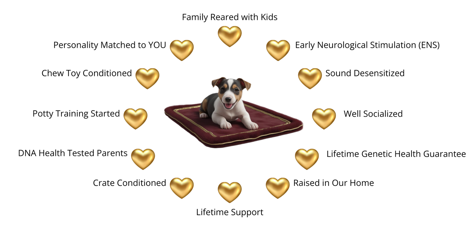 decker rat terrier puppies