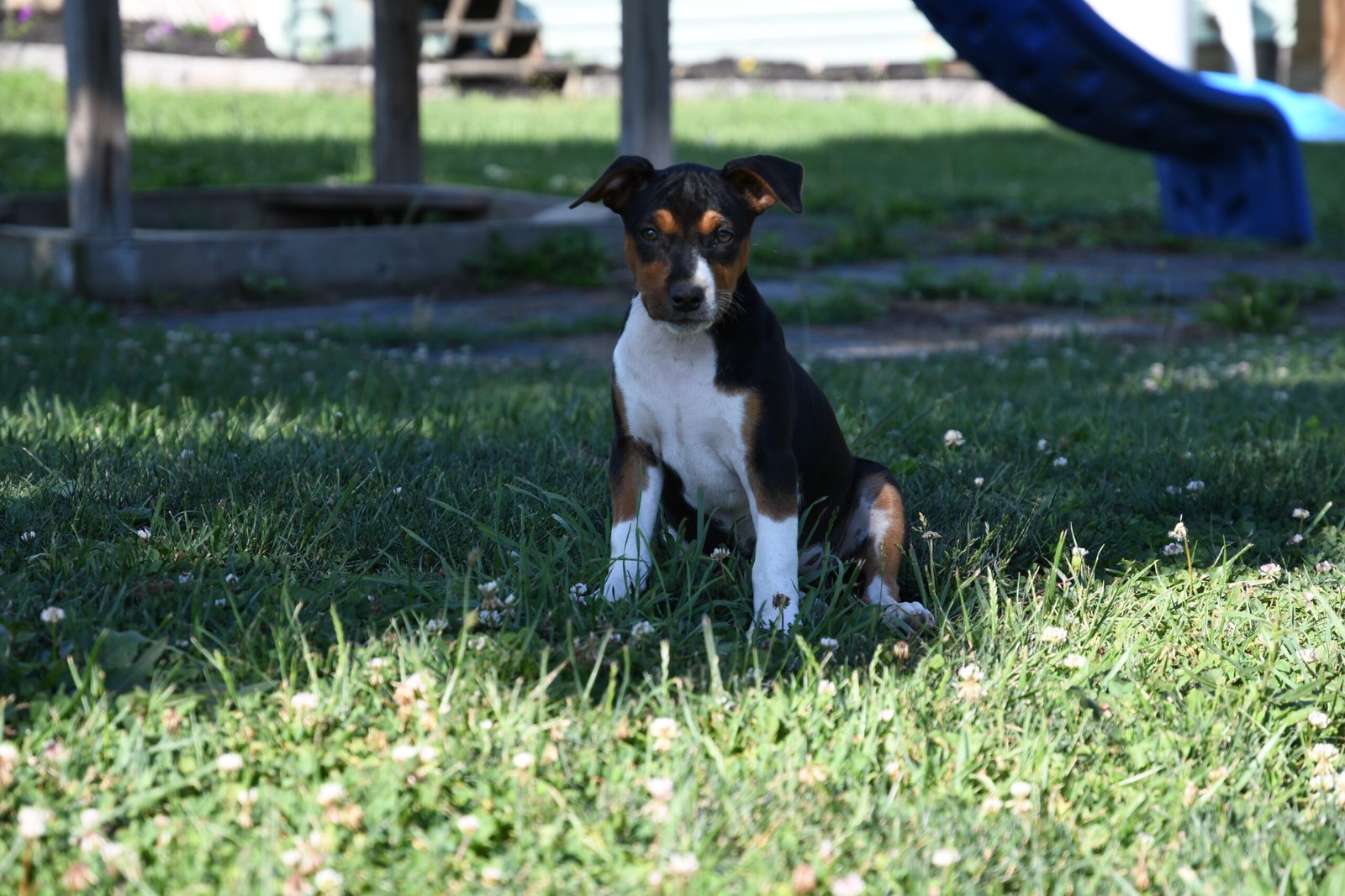 decker terrier