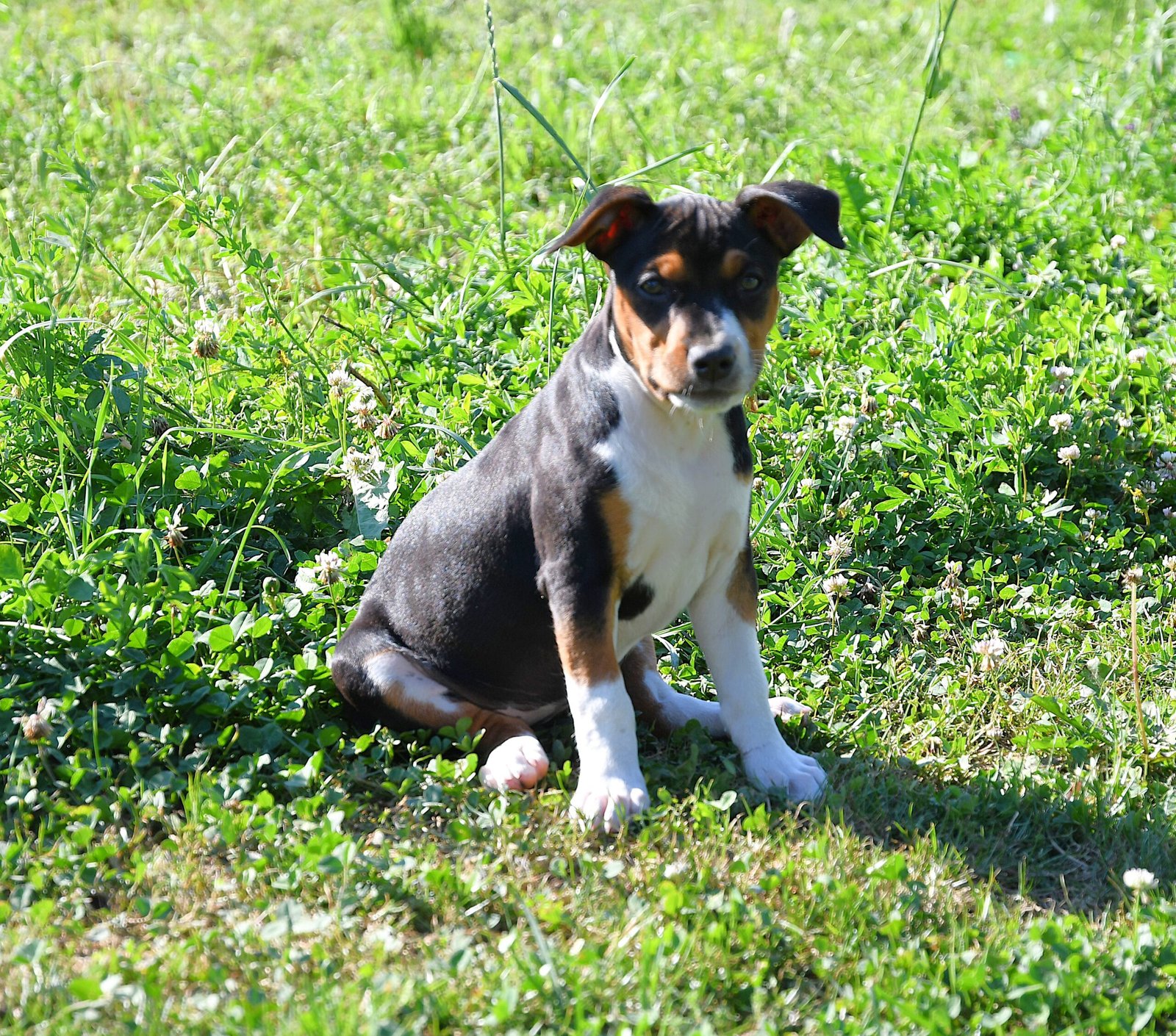 decker terrier