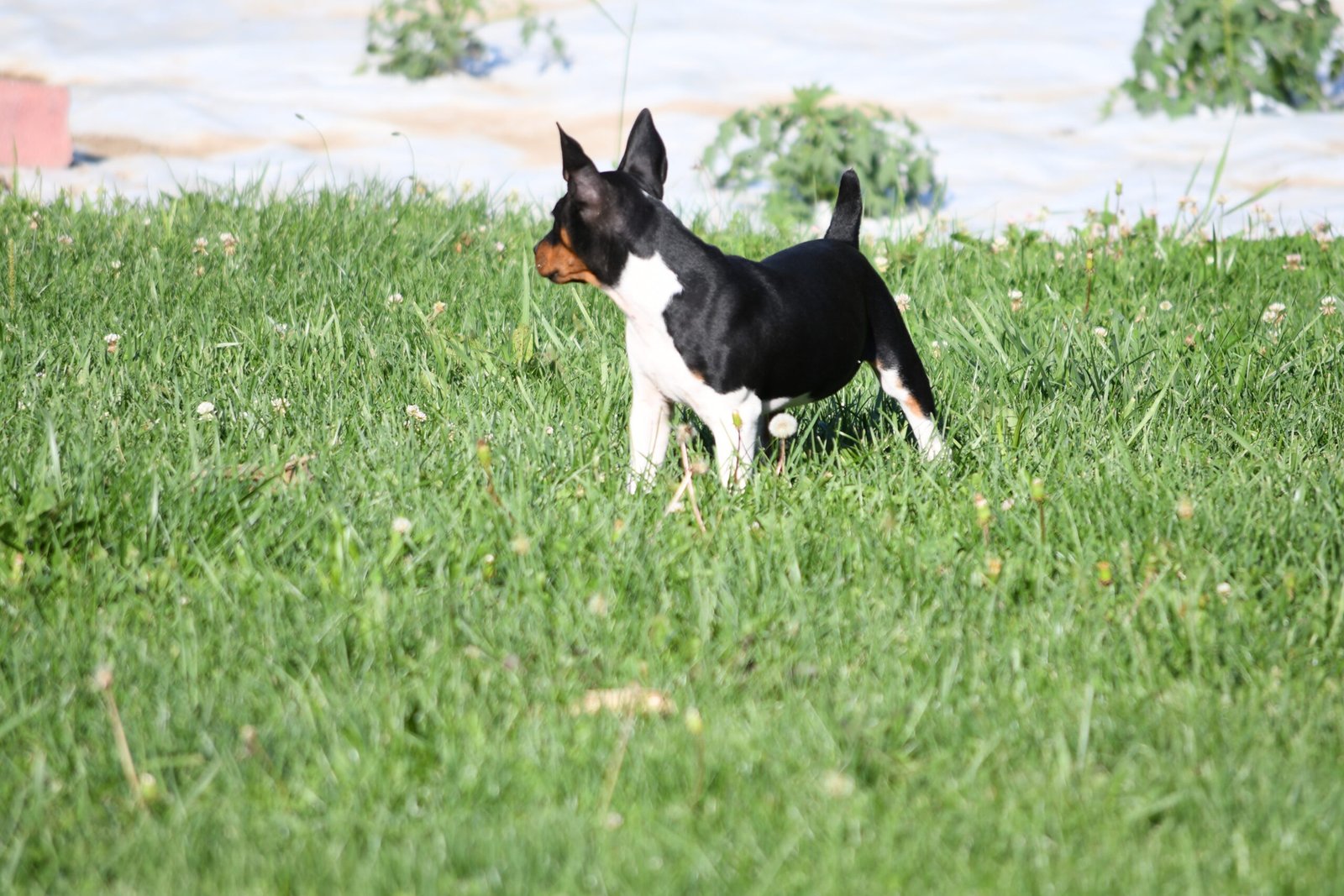 decker terrier