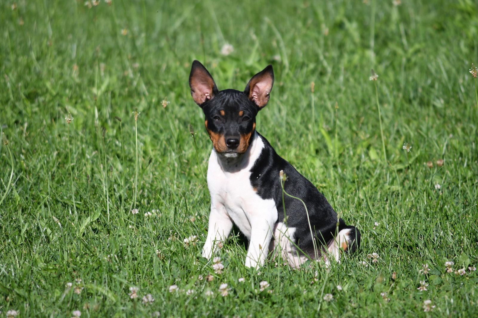 decker terrier