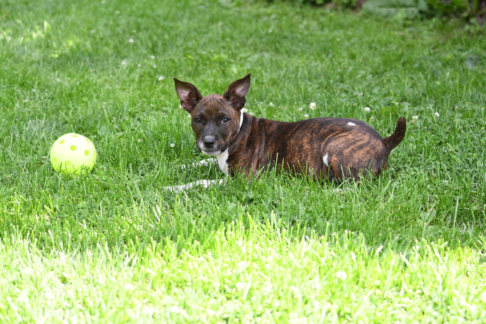 decker terrier