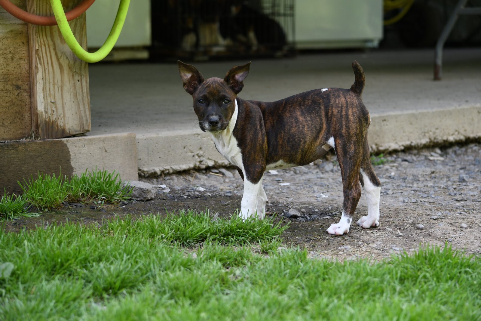 decker terrier