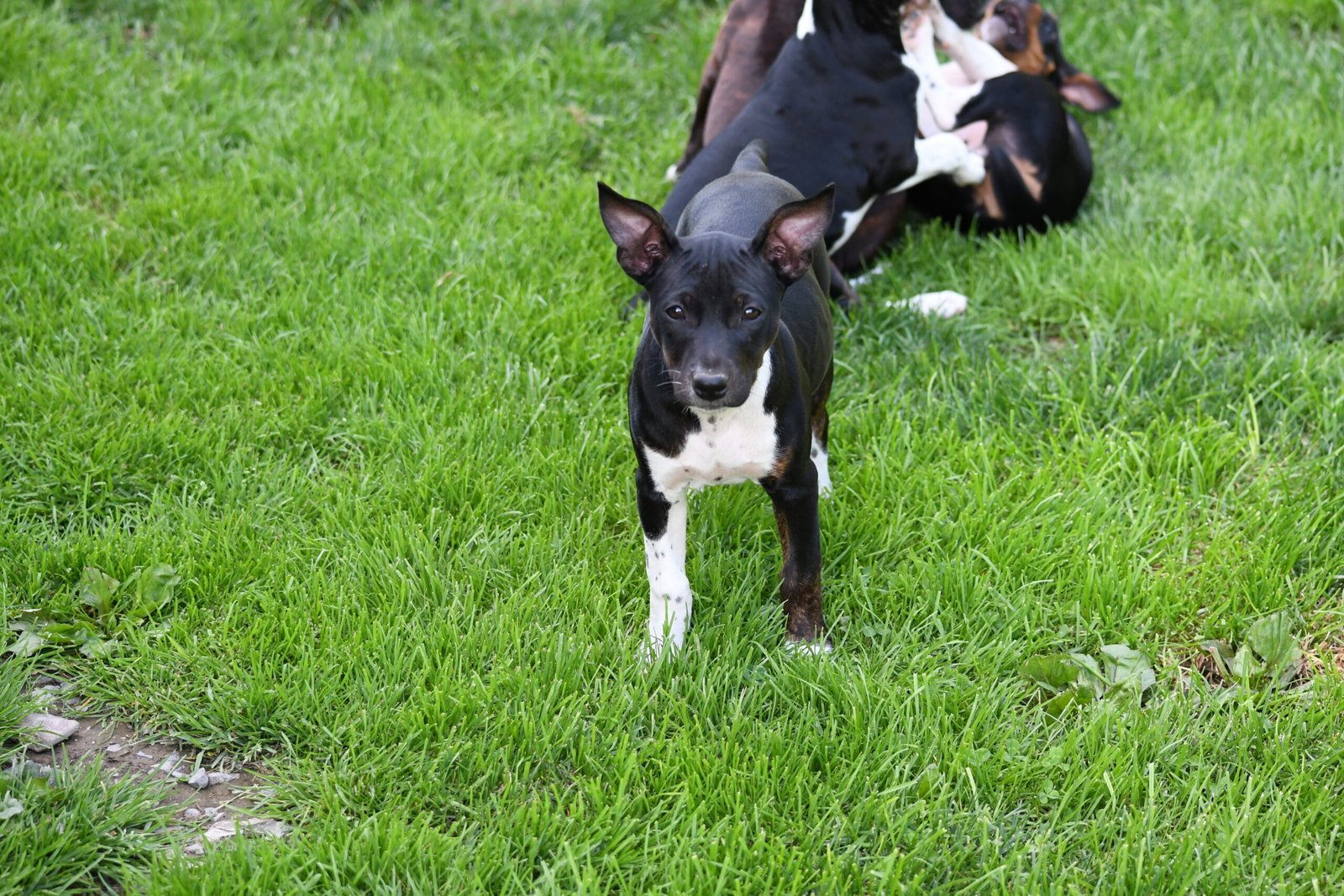 decker terrier