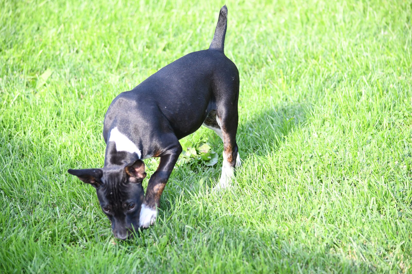 decker terrier