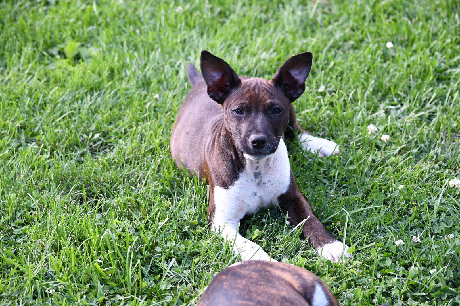 decker terrier