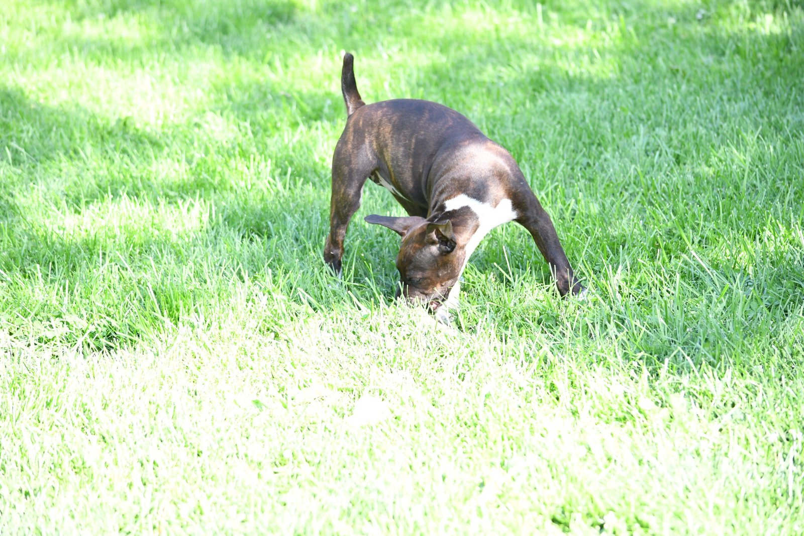 decker terrier