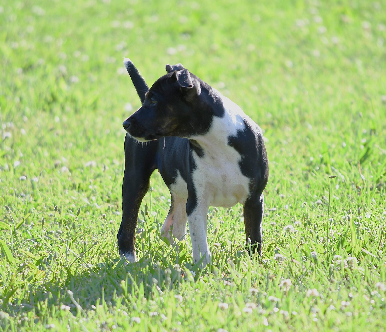 decker terrier