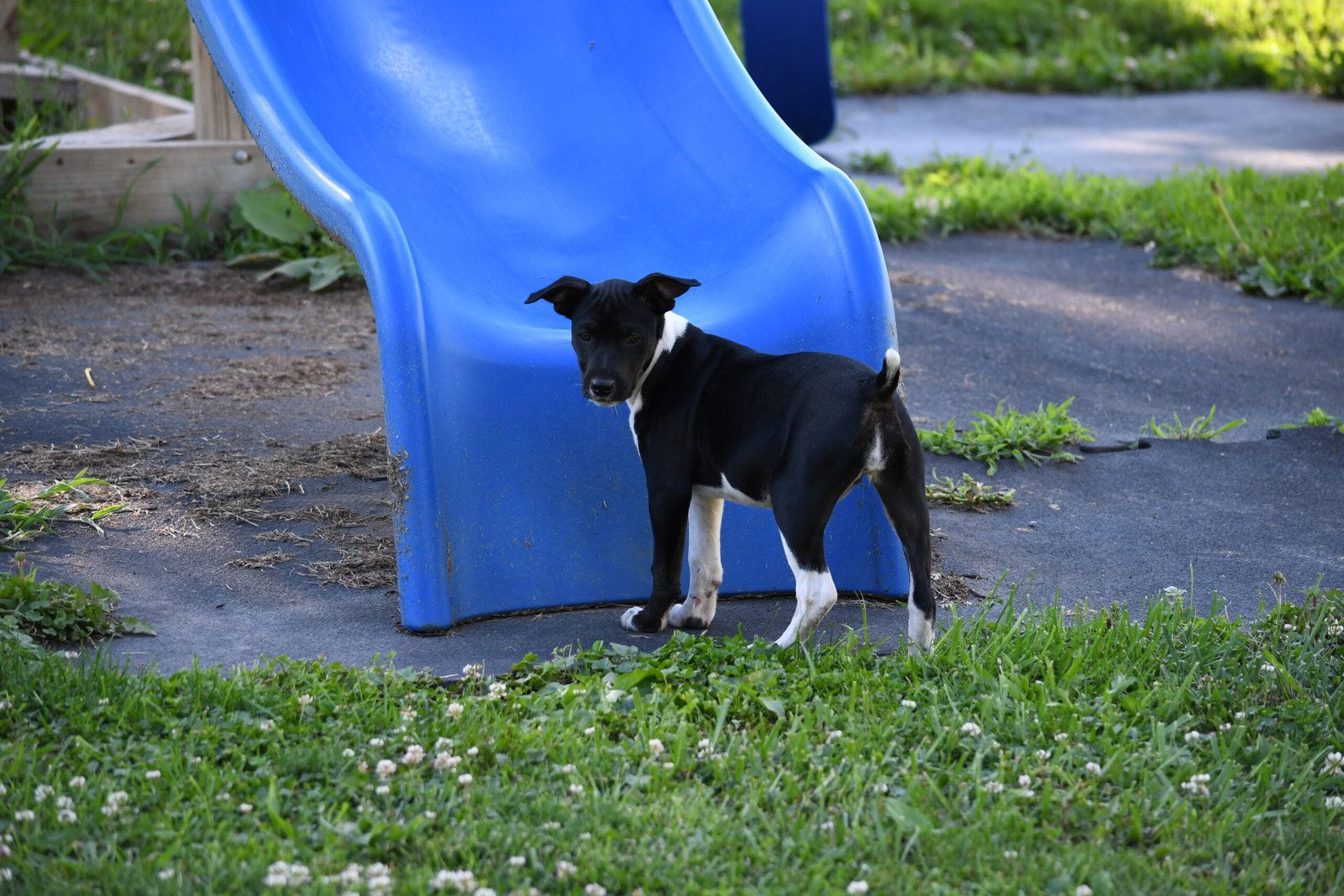 decker terrier